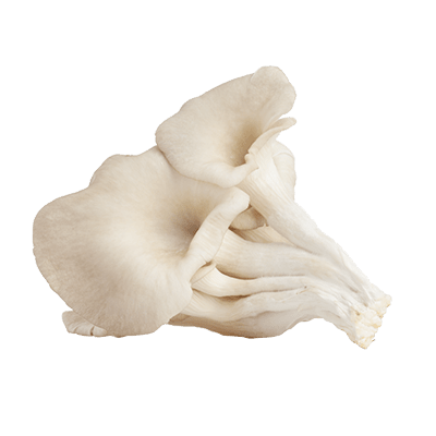 Pleurotus