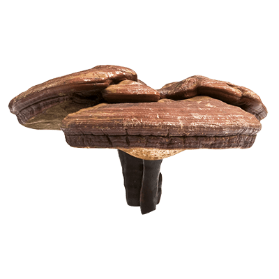 Reishi