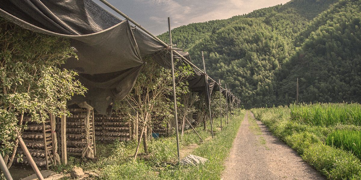 vital mushroom plantation in the nature of China