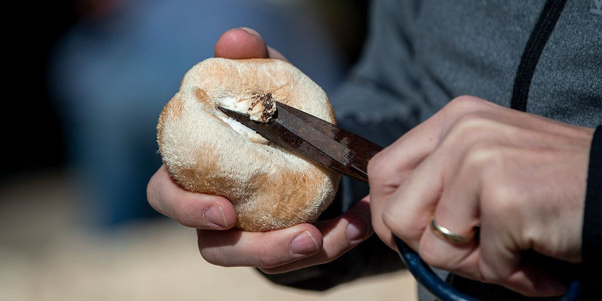 vital mushroom in hand getting cutted
