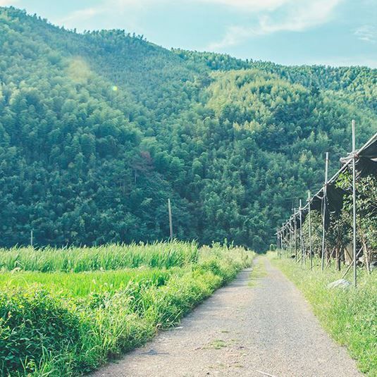 vital mushroom plantage in the nature of China