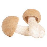 Mykopedia vital mushroom Agaricus subrufescens