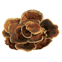 Mykopedia vital mushroom Coriolus