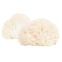 Mykopedia vital mushroom Hericium