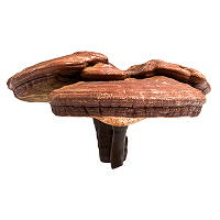Mykopedia vital mushroom Triterpene