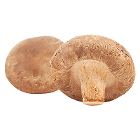 Mykopedia vital oak mushroom